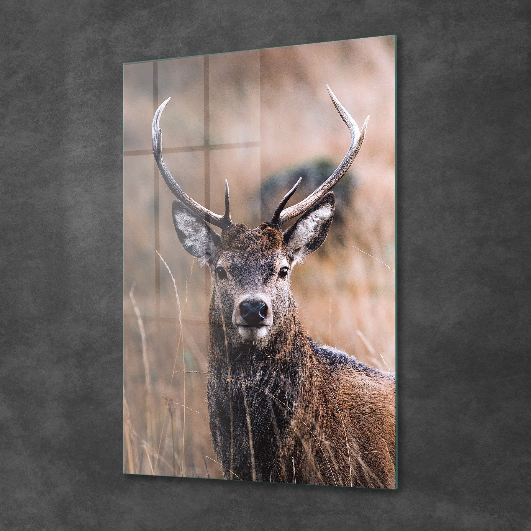 Picture of Decovetro Erkek Geyik Cam Tablo 50x70 cm